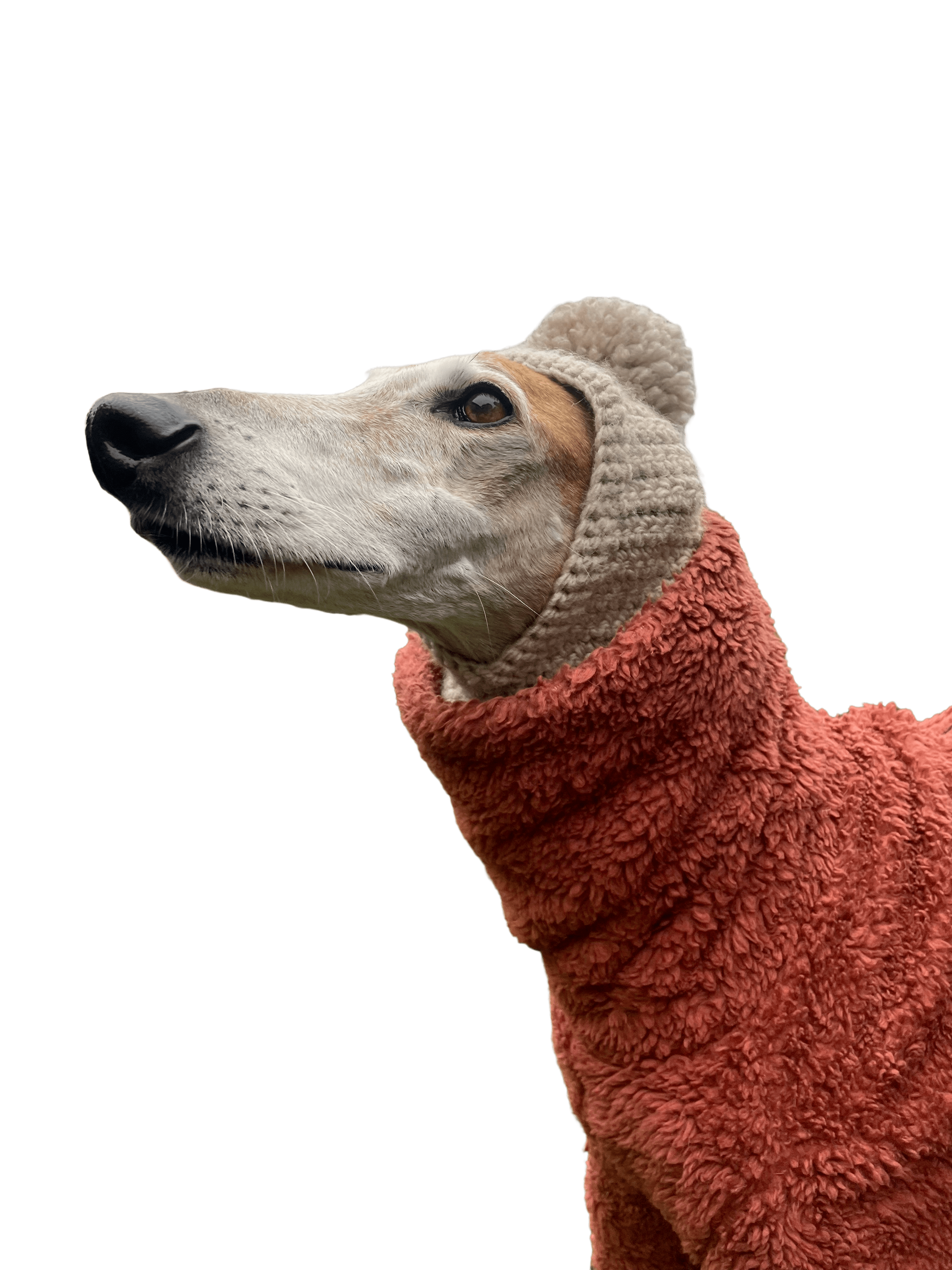 A greyhound / galgo in winter clothes
